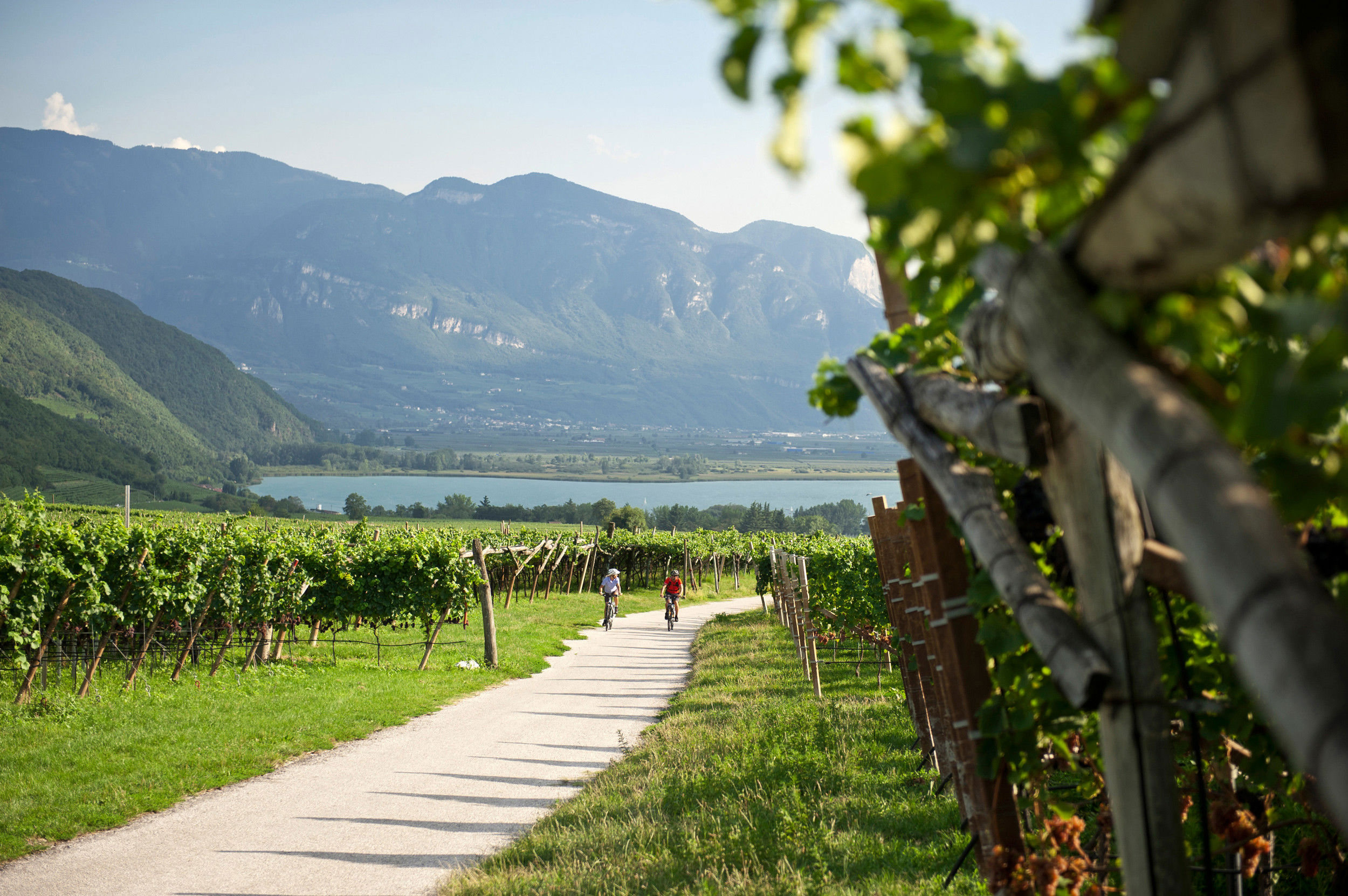 Two cyclists ride between the vineyards away from the lake.