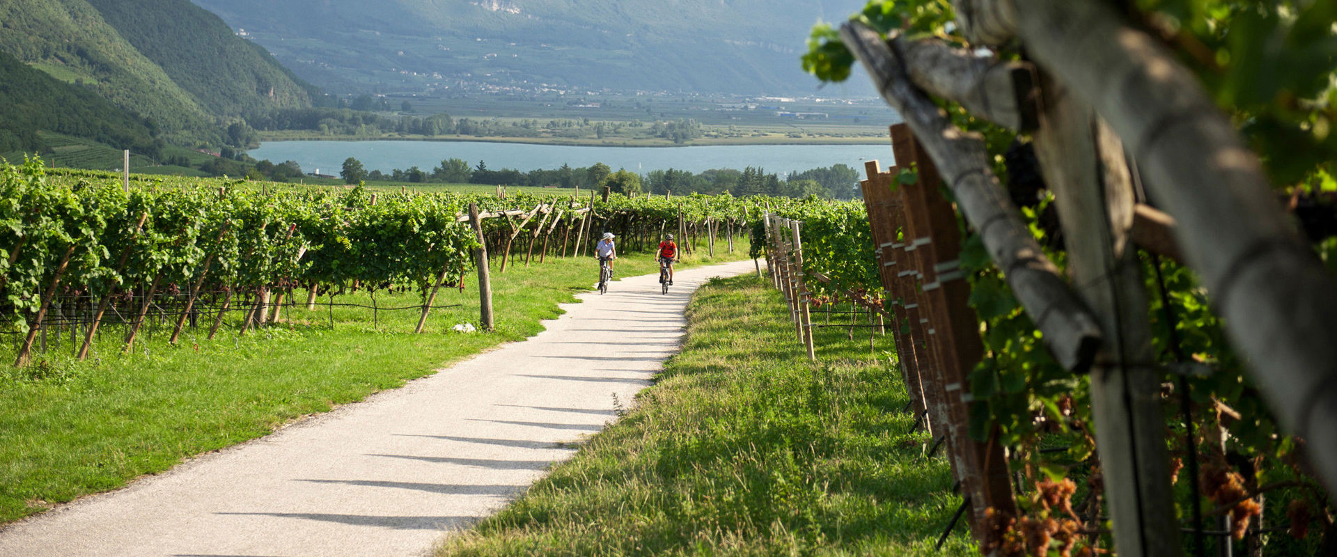 Cycle paths between vineyards, forests and lakes. Two cyclists ride between the vineyards away from the lake.