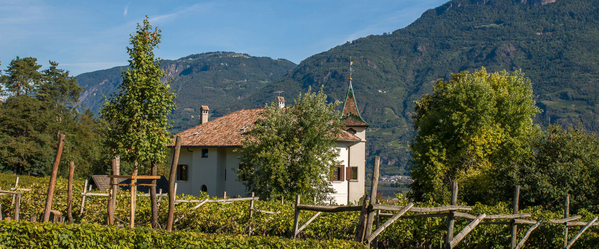 Vines in Andrian View of an old farmhouse surrounded by vines