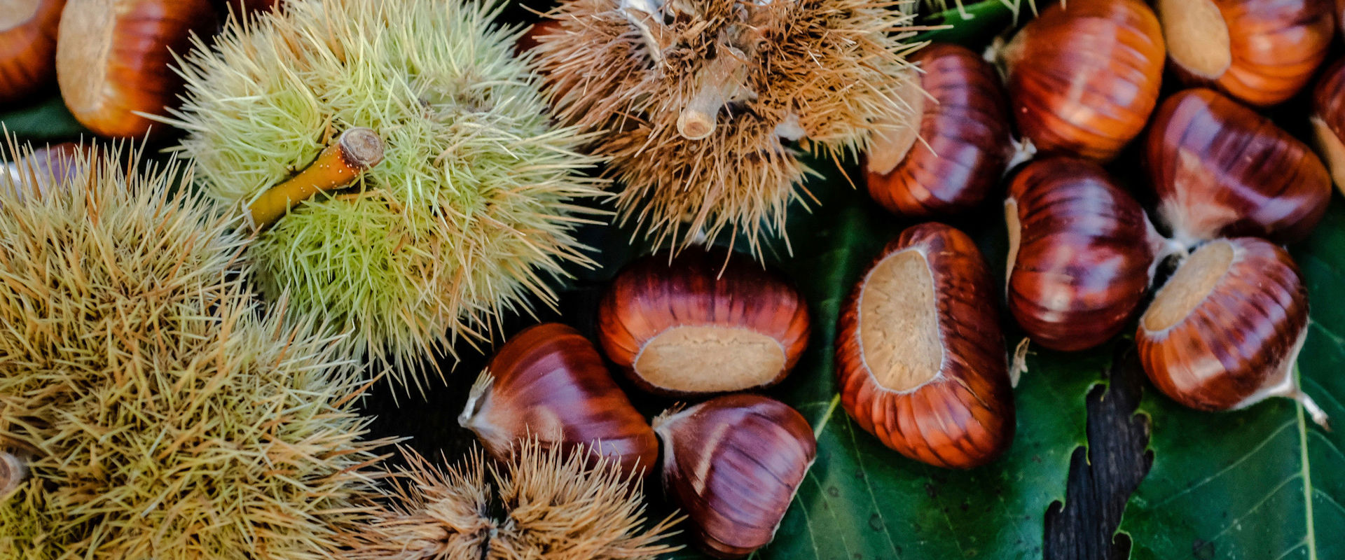 Chestnuts  Photo of chestnuts seen from above.