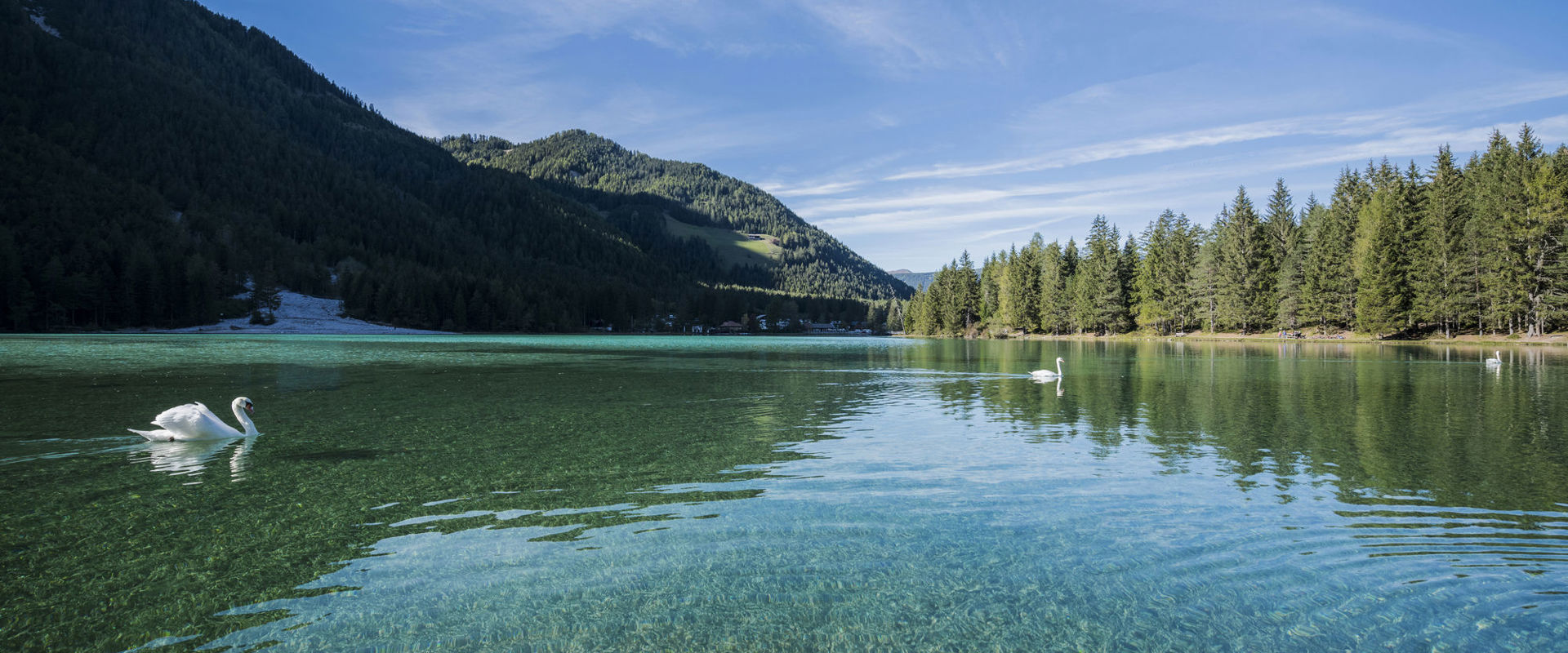 Clear lake with white swans, forests and mountains.