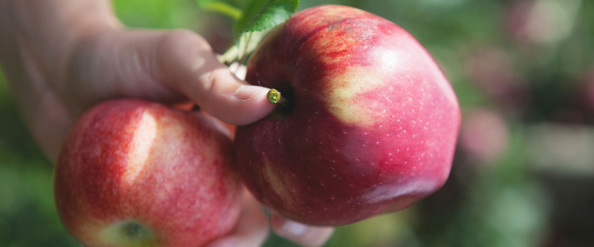 South Tyrolean apples 2 red apples in one hand.