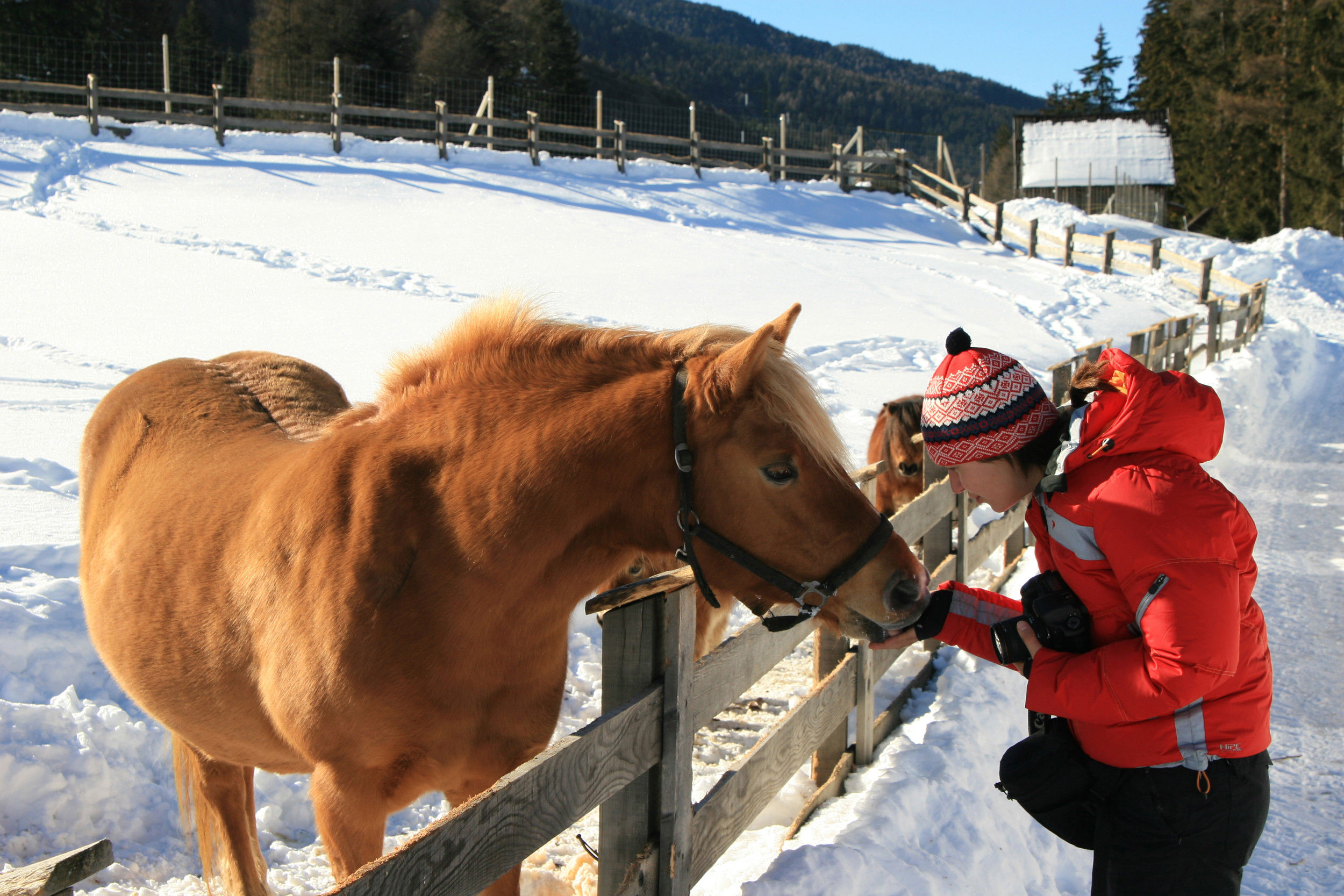 Child stroking a horse behind the fence.