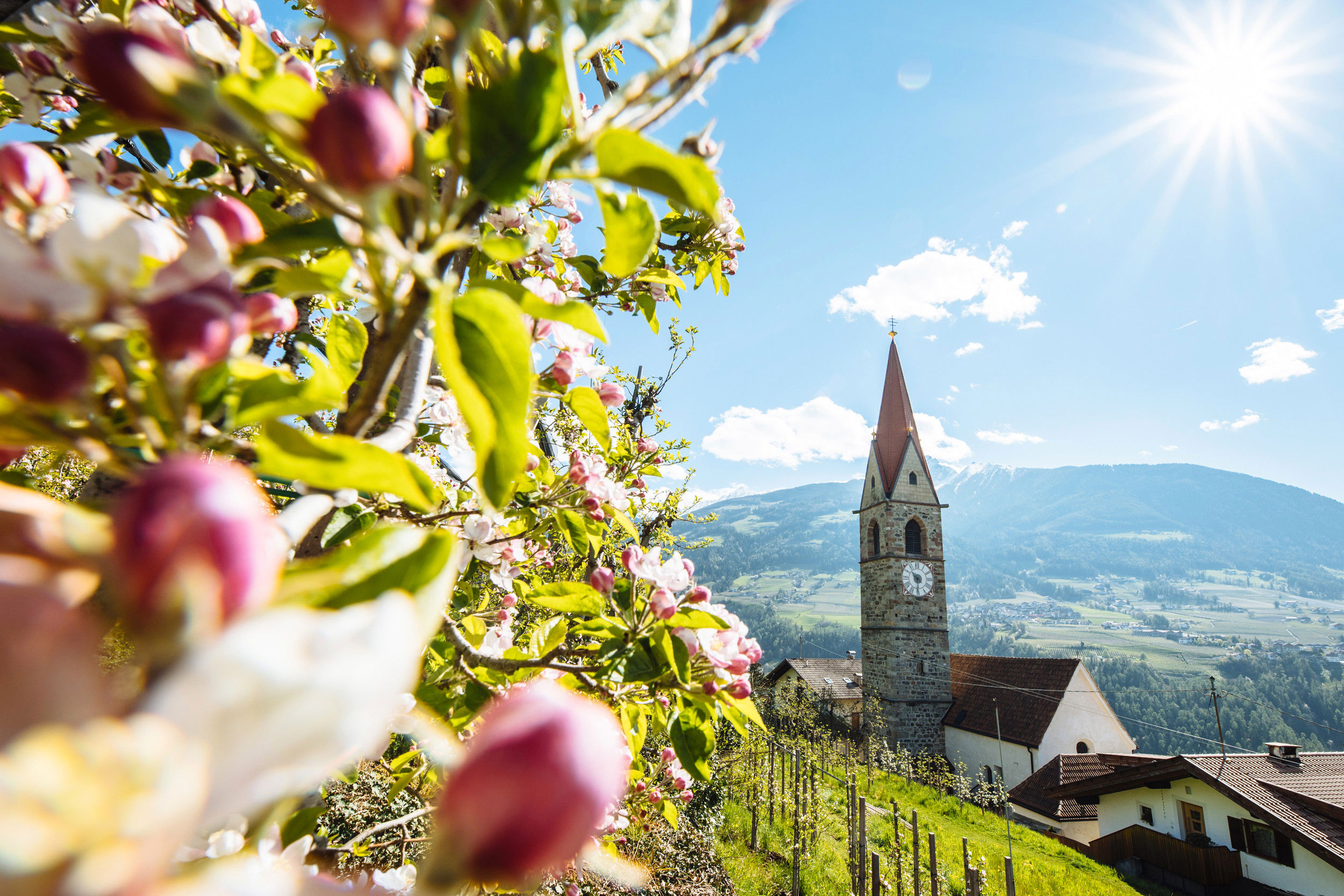 Apple blossoms and parish church of Kuens to Saints Mauritius and Korbinian 