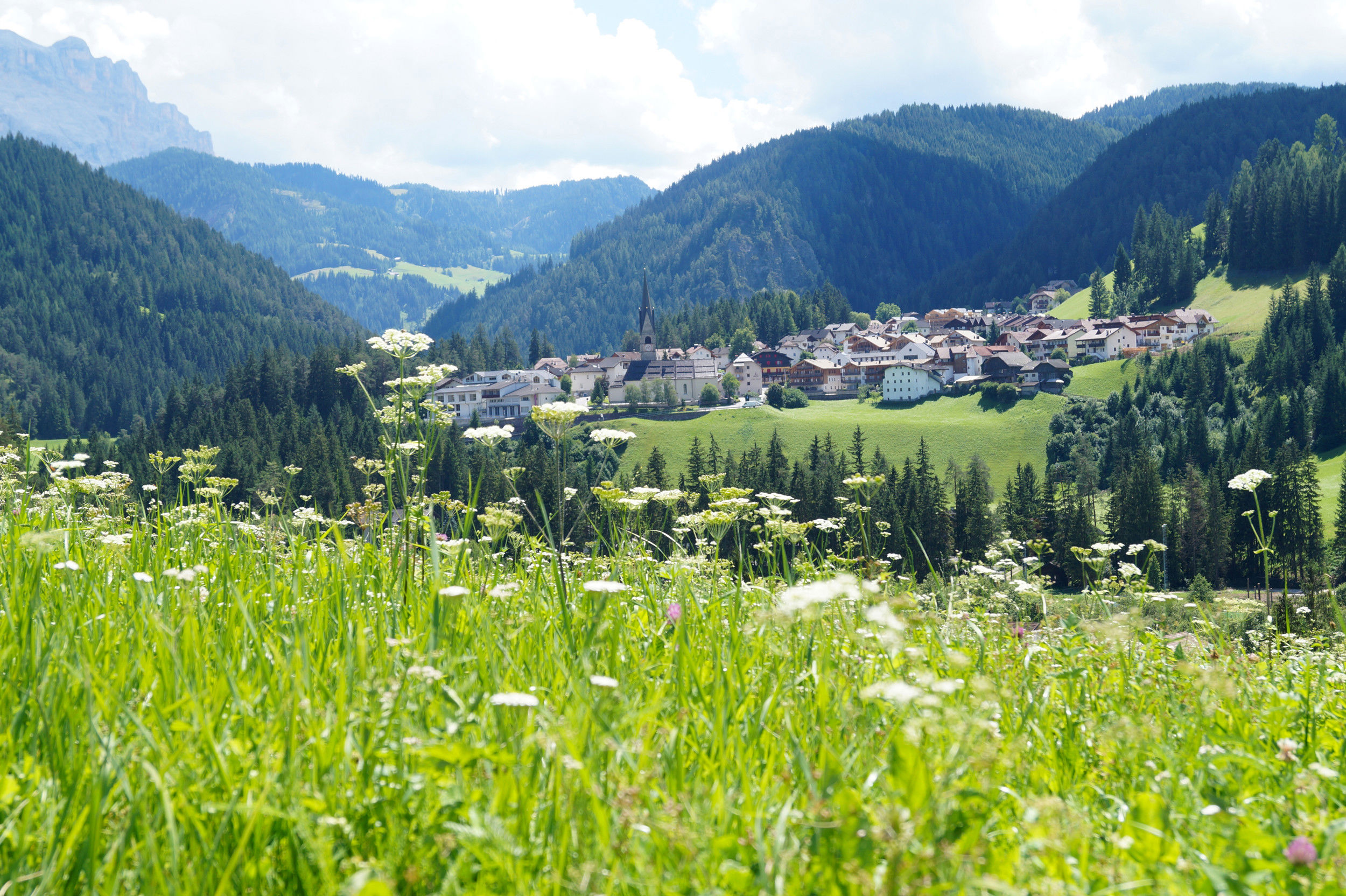 Flowering meadow and St. Martin in Thurn in the background