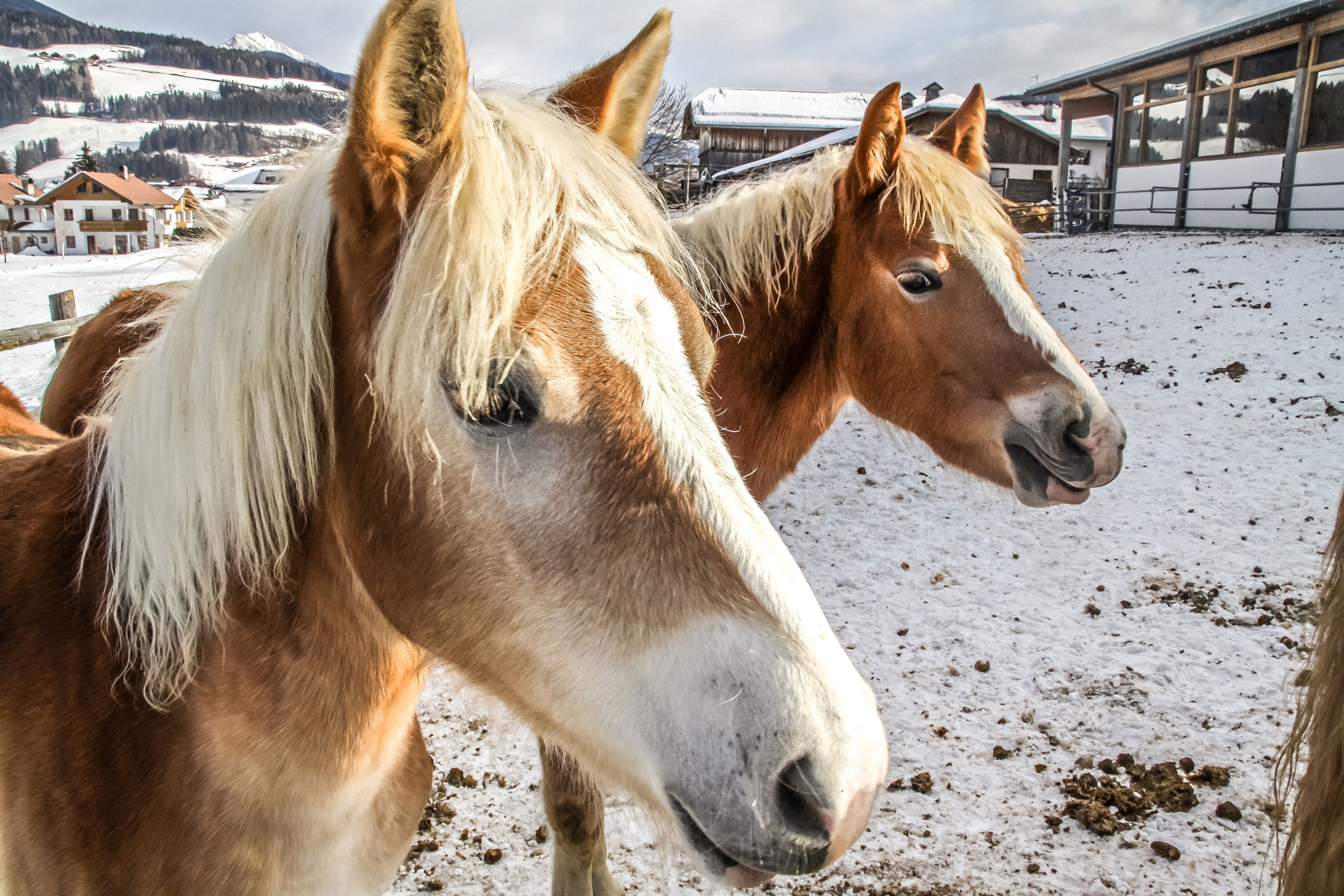 2 horses in winter.