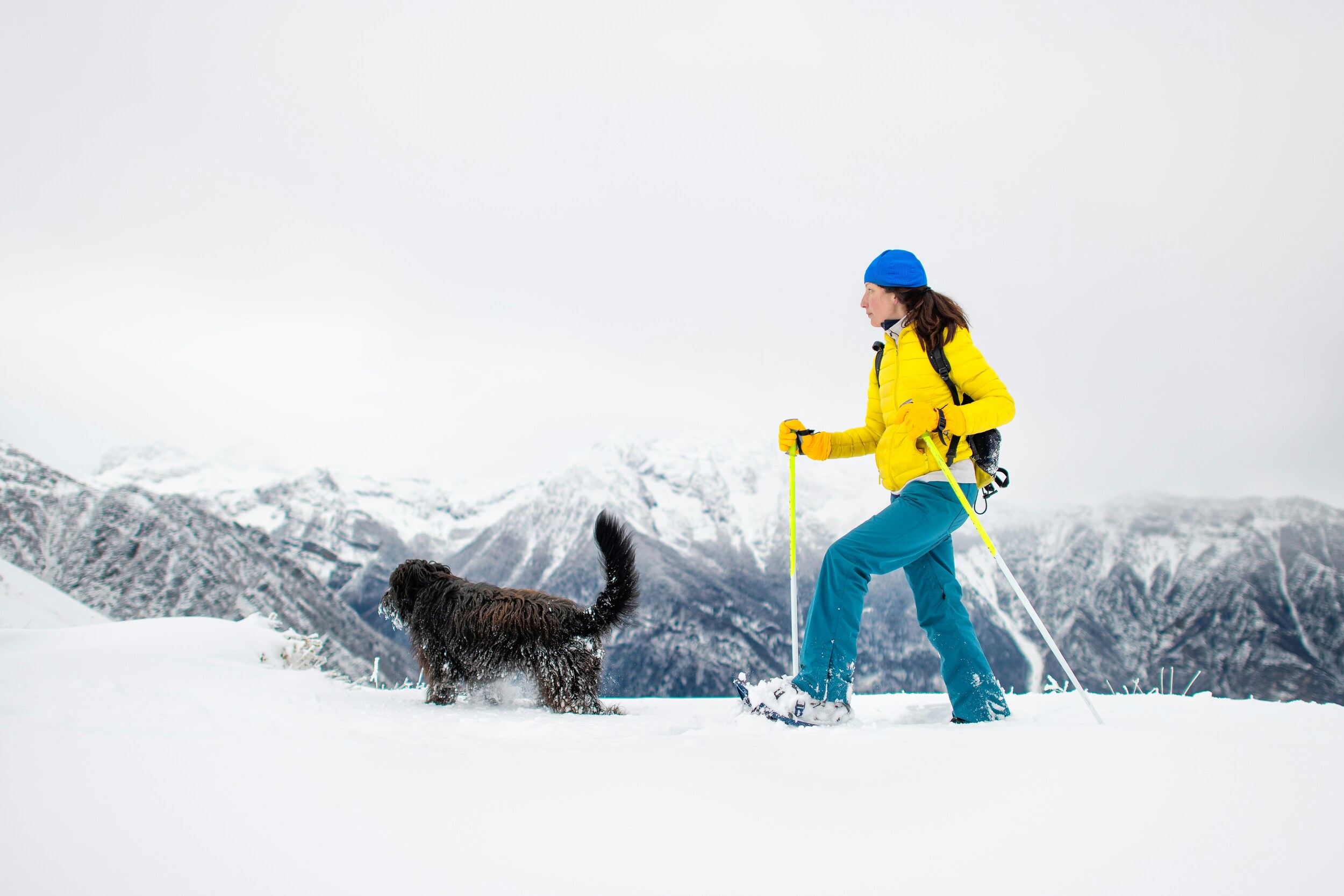 Brown dog and snowshoer running in the snow.