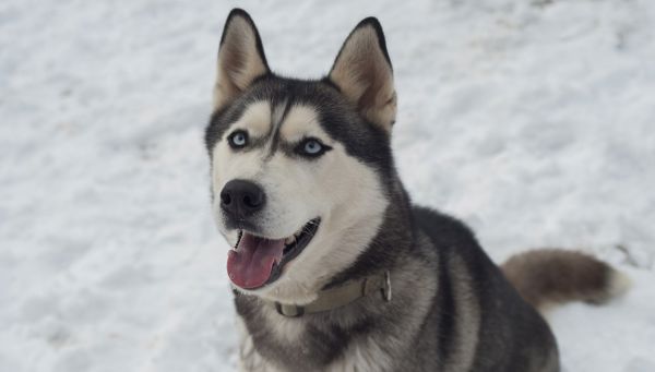 Jazda na sankach z psami husky