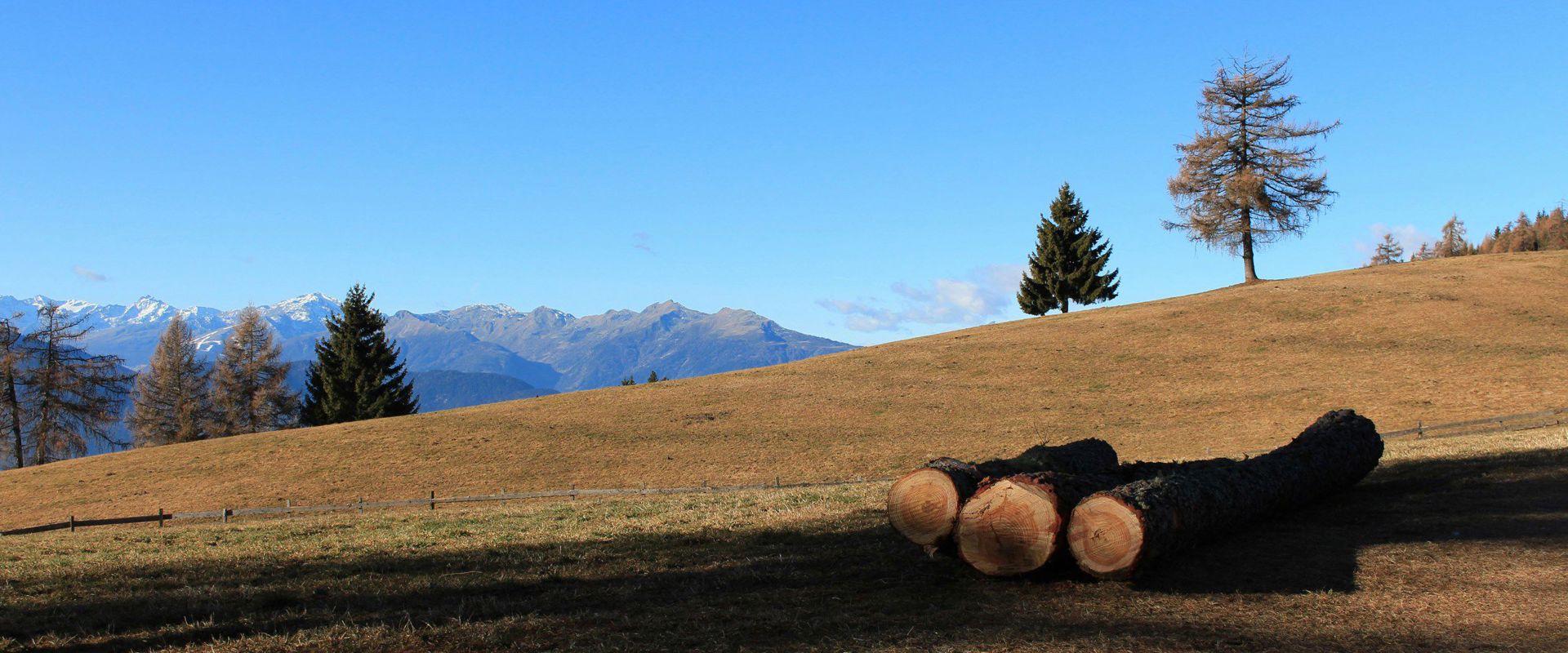 Logs on an autumnal meadow on the Salten