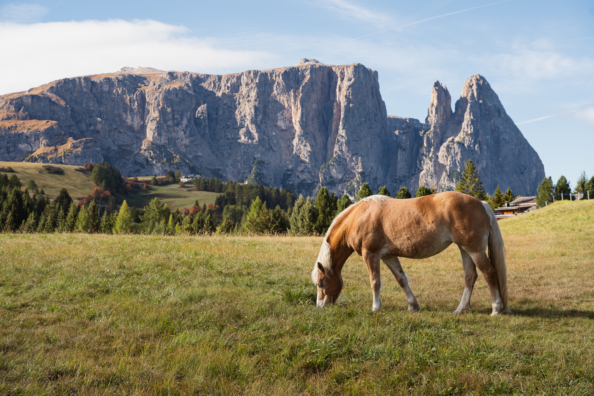 A Haflinger horse grazing on an alpine pastures, with the Schlern massif in the background