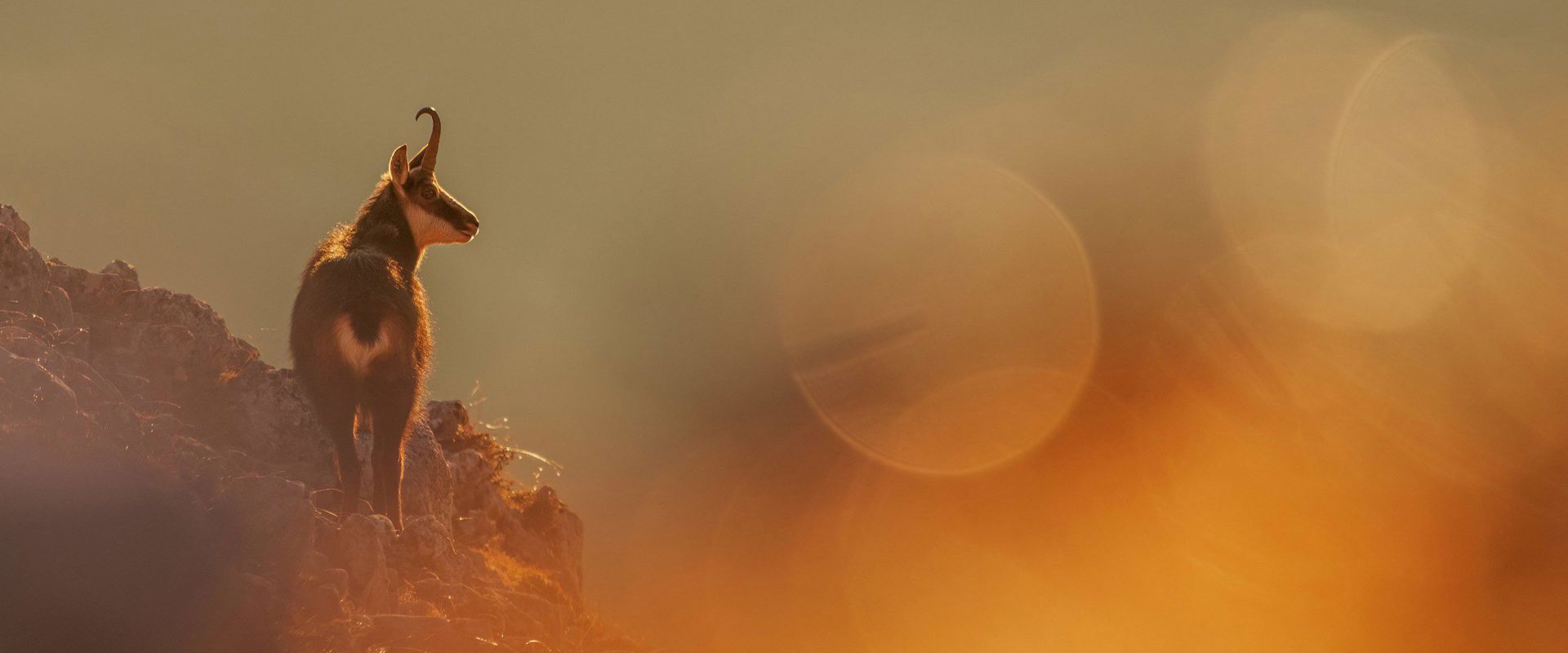 Chamois Chamois in front of a blurred background