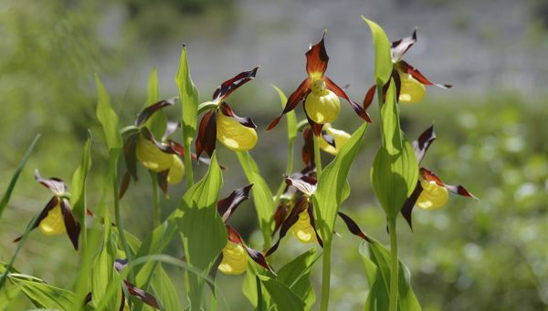 Chronione piękno - dzikie orchidee w Południowym Tyrolu