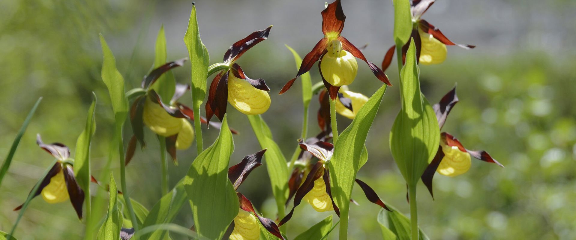 Cypripedium calceolus | South Tyrolean wild orchid