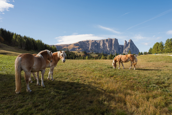 Three Haflinger horses in an alpine meadow against the backdrop of the Schlern mountain
