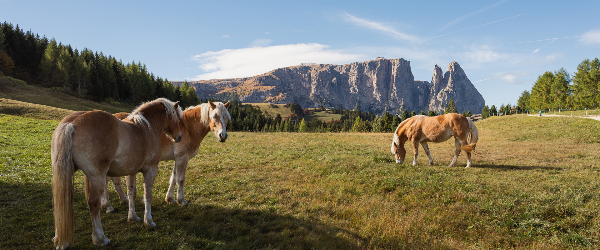 Three Haflinger horses in an alpine meadow against the backdrop of the Schlern mountain