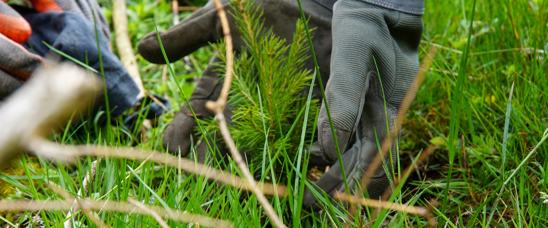 Just planted spruce seedling