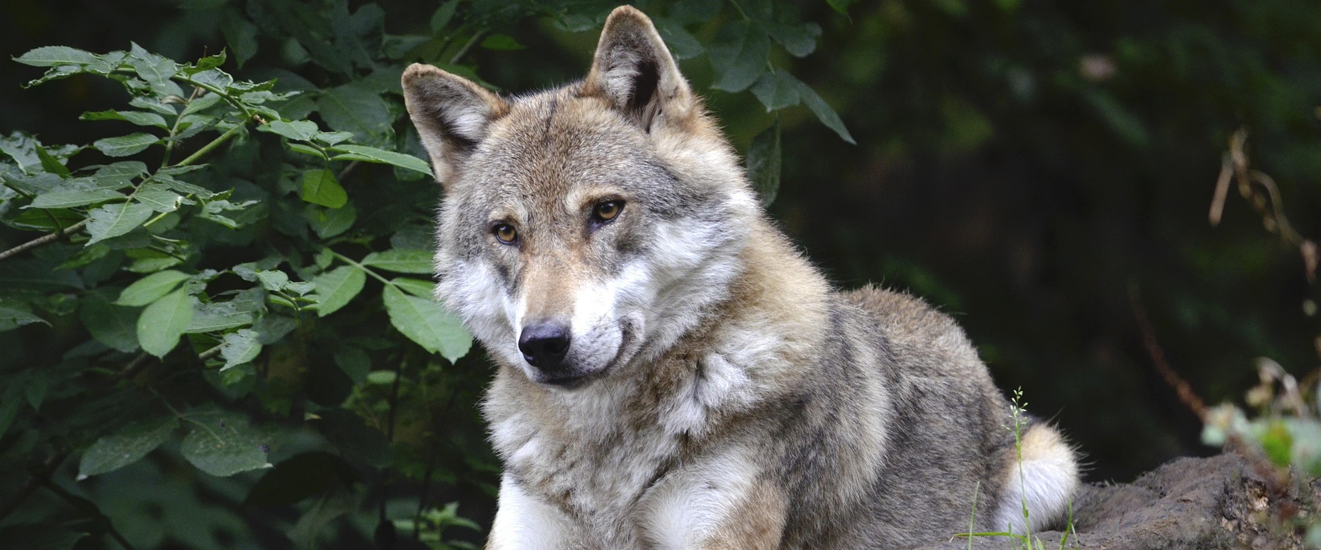 Wild animals in South Tyrol - The wolf A beautiful wolf is watching us from a rock in the forest.